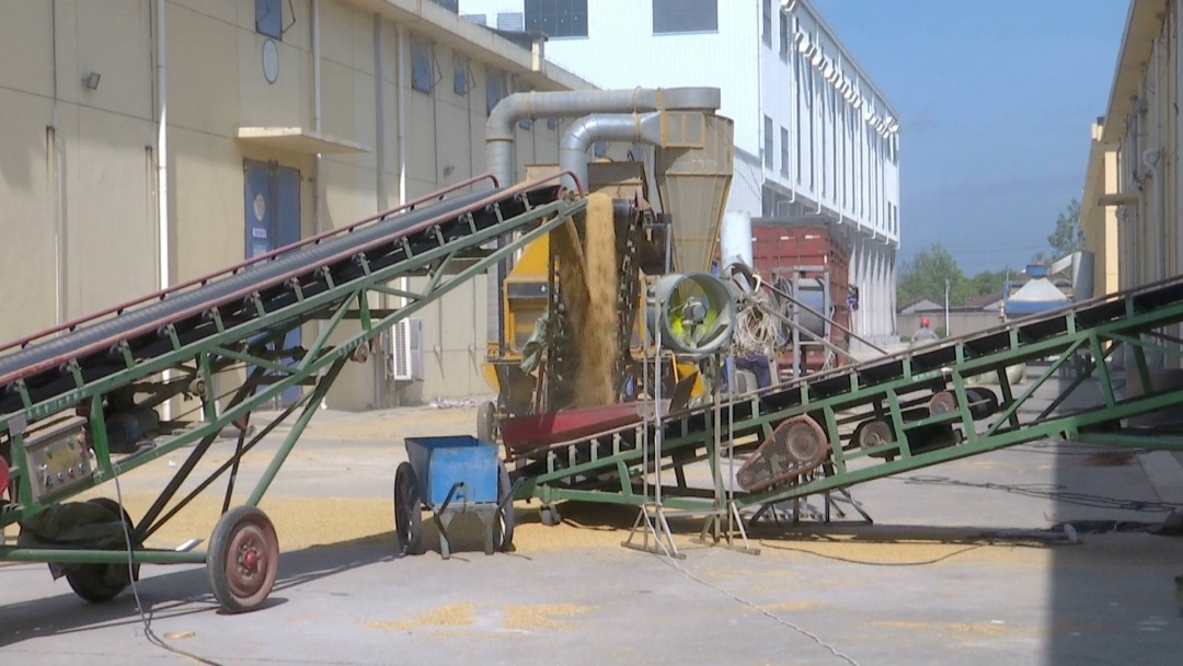 糧安天下，常儲常新 探秘江陵儲備糧輪換與智慧加工